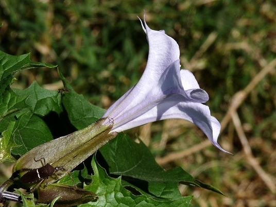 {Datura stramonium}